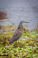 Bare Throated Tiger Heron