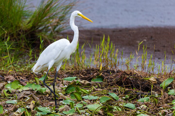 Great Egret