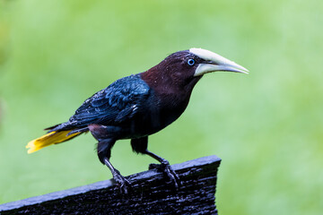 Chestnut headed Oropendela