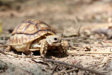 African Sulcata Tortoise Natural Habitat,Close up African spurred tortoise resting in the garden, Slow life ,Africa spurred tortoise sunbathe on ground with his protective shell ,Beautiful Tortoise
