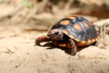 Cute small baby Red-foot Tortoise in the nature,The red-footed tortoise (Chelonoidis carbonarius) is a species of tortoise from northern South America