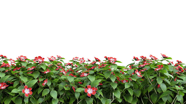 Plant hibiscus cut out on transparent background 3d rendering png