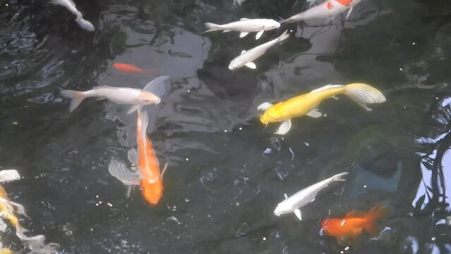 Koi fish or Carp fish swimming in outdoor pond or garden, Body of koi fish is golden red orange white silver and yellow. Water is black and reflection of light.