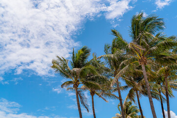 Fototapeta premium Coconut trees under the sky with thin clouds during the day in Miami, Florida. There are coconut trees with the wind blowing its branches on the right.
