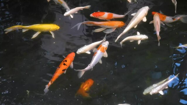 Koi fish or Carp fish swimming in outdoor pond or garden,  Several beautiful Koi fish seen from above in a calm pond. Water is black and reflection of light.