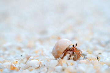 Small hermit crabs found on sandy shores or deep waters. Most of them live in empty shells.