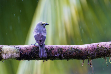 Naklejka premium Palm Tanager