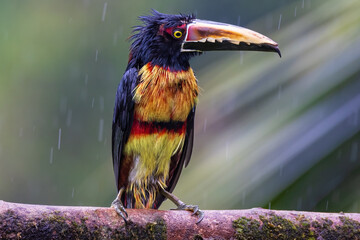 Collared Aracari