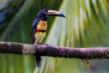 Collared Aracari