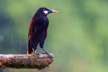 Fototapeta premium Montezuma Oropendola