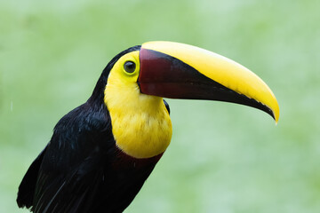 Keel Blled Toucan
