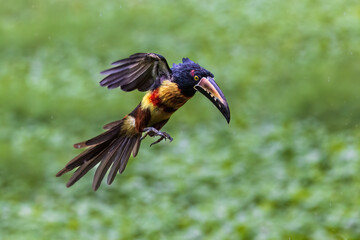 Collared Aracari