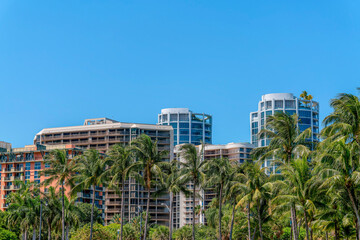 Coconut trees at the front of modern high-rise residential buildings in Miami, Florida. There are trees partially covering the multi-storey buildings against the blue skies in the background.