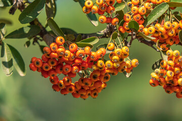 Ripe orange berries of Pyracantha Firethorns on the blurred background