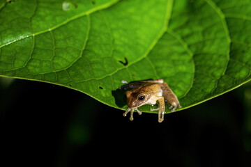 Frog on a Leaf