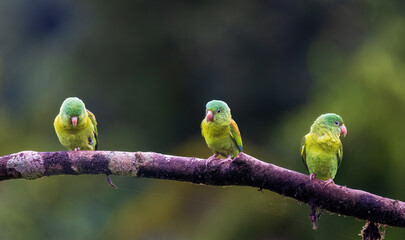 Orange Cheeked Parakeet