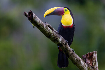 Keel Blled Toucan