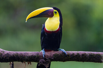 Keel Blled Toucan