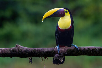 Keel Blled Toucan