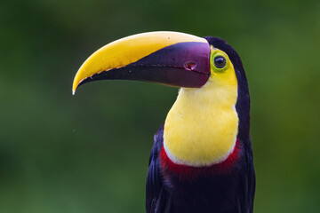 Keel Blled Toucan