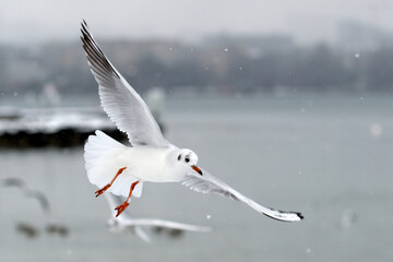 Mouette en vol un jour d'hiver