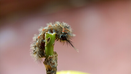 caterpillar on a branch