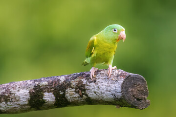 Orange Cheeked Parakeet Parrot
