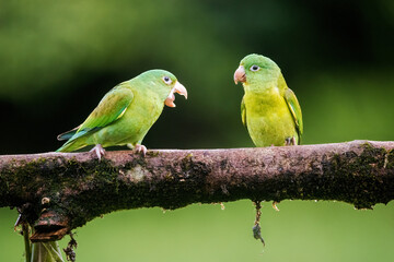 Orange Cheeked Parakeet Parrot