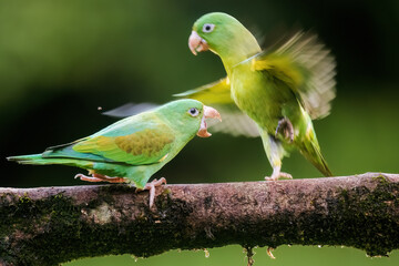 Orange Cheeked Parakeet Parrot
