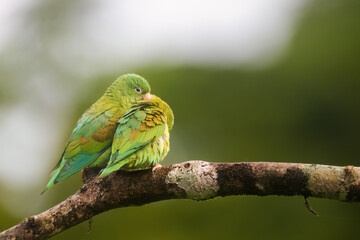 Orange Cheeked Parakeet Parrot