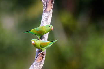 Orange Cheeked Parakeet Parrot