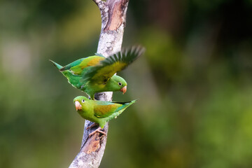 Orange Cheeked Parakeet Parrot