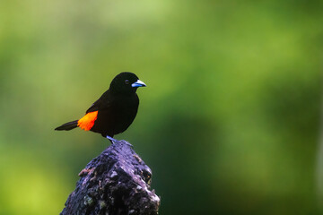 Scarlet Rumped Tanager