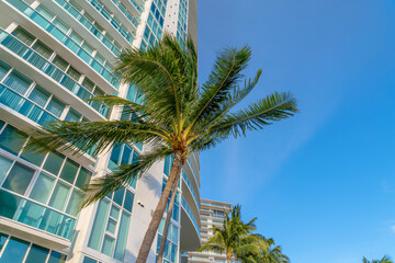 Fototapeta na wymiar Coconut trees outside the modern glass building in Miami, Florida. Low angle view of high-rise buildings on the left and blue skies on the right.