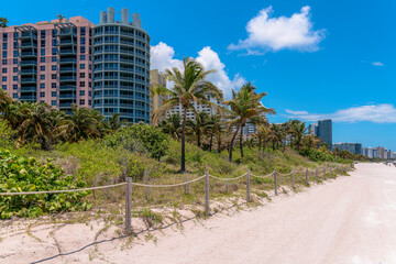 Protected wild plants and coconut trees behind the rope barrier at the coast in Miami, Florida. There are multi-storey buildings in a row behind the trees against the sky in the background.