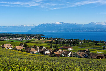 Matin d'automne dans les vignobles du Lavaux en Suisse 
