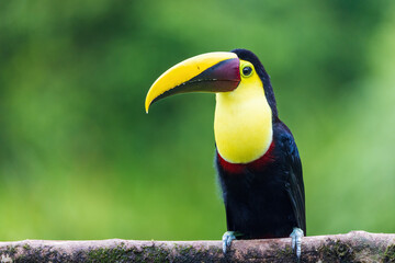Keel Blled Toucan