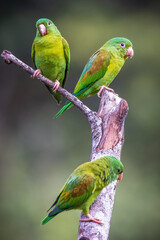 Orange Cheeked Parakeet Bird