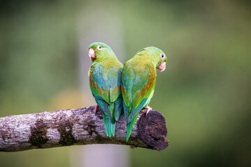 Orange Cheeked Parakeet Bird