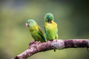 Orange Cheeked Parakeet Bird