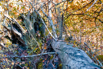Old Mossy Dried Field Log With Grass on Autumn Field Against Seasonal Scenery in Polesye Natural Resort.