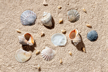 Various diverse sea shells on beach sand texture, nature environment diversity concept, summer travel vacation background