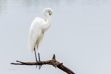 great white heron
