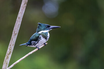 kingfisher on a branch