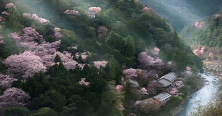 Arashiyama, Japan, Cherry blossom sakura spring