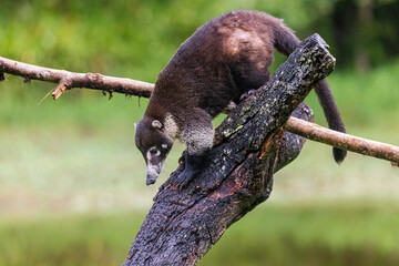 White Nosed Coati