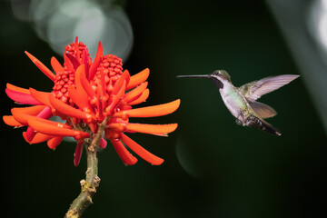 hummingbird feeding on flower