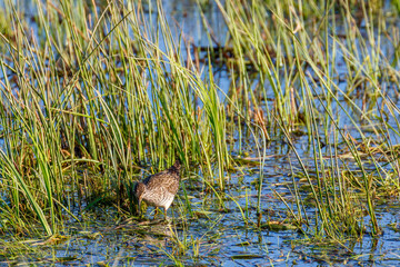 Sandpiper looking for food in the water