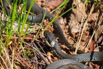 Grass snake slithering on the ground