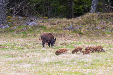 Plakat Wild boar with piglets on grass meadow